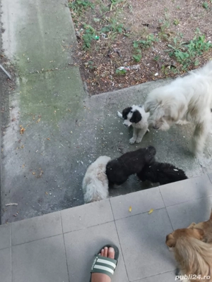 Donez căței ciobănești  - imagine 2