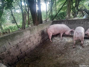 Vand porc gras - imagine 3