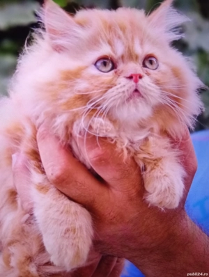 Vind motănel Persan original 