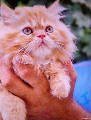 Vind puii de pisica Persana