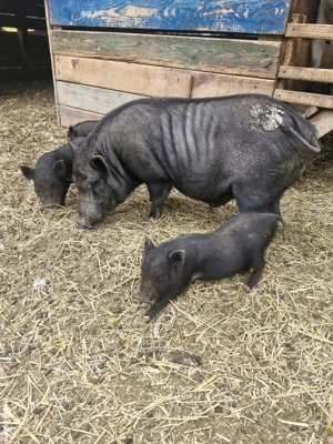 Vand porc vietnamez - imagine 2