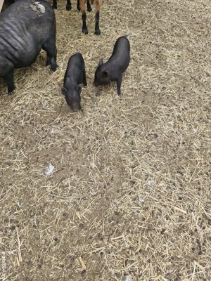 Vand porc vietnamez - imagine 3