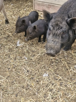 Vand porc vietnamez - imagine 4