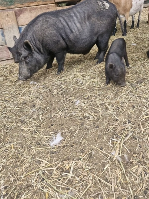 Vand porc vietnamez - imagine 5