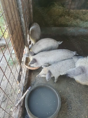 Vând purcei rasa mangalita cu mistreț!!! - imagine 3 Vând purcei rasa mangalita cu mistreț!!! - imagine 3