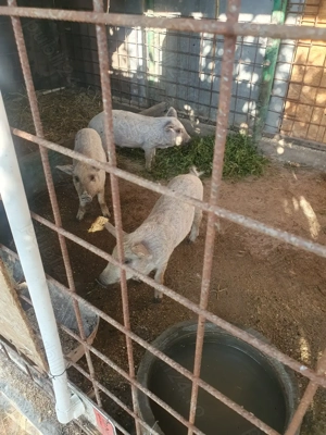 Vând purcei rasa mangalita cu mistreț!!! - imagine 2 Vând purcei rasa mangalita cu mistreț!!! - imagine 2