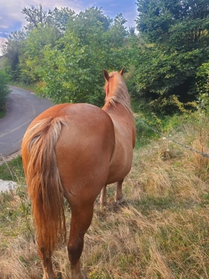 Cal de vânzare. - imagine 5