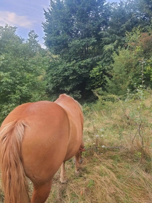 Cal de vânzare. - imagine 3