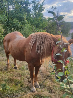 Cal de vânzare. - imagine 2