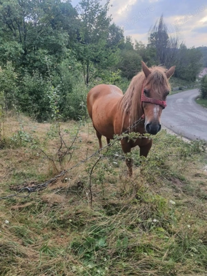 Cal de vânzare. - imagine 4