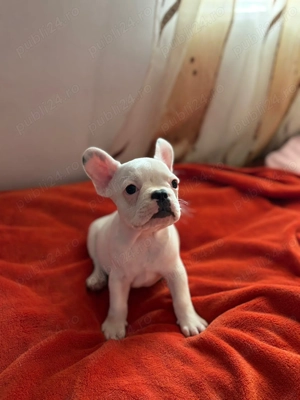 Mascul bulldog francez  - imagine 5