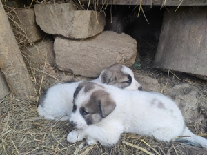 Donez căței Ciobanesc de Bucovina  - imagine 2 Donez căței Ciobanesc de Bucovina  - imagine 2