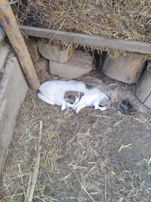 Donez căței Ciobanesc de Bucovina  - imagine 4 Donez căței Ciobanesc de Bucovina  - imagine 4