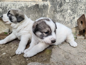 Donez căței Ciobanesc de Bucovina 