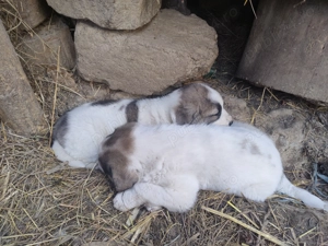 Donez căței Ciobanesc de Bucovina  - imagine 3 Donez căței Ciobanesc de Bucovina  - imagine 3