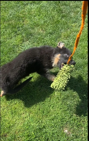 Femela Ciobănesc German  - imagine 2