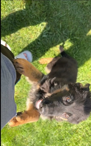 Femela Ciobănesc German  - imagine 3