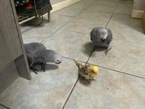 Papagal Jako de vanzare - imagine 3