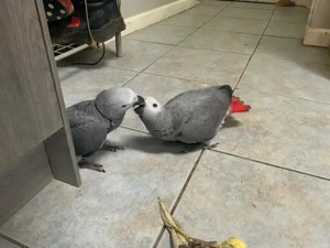 Papagal Jako de vanzare - imagine 2