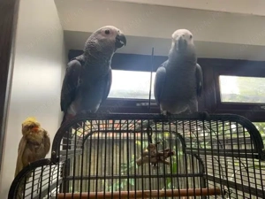 Papagal Jako de vanzare - imagine 4