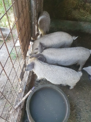  Purcei Mangalița încrucișați cu mistreț   rezistenți și sănătoși - imagine 2