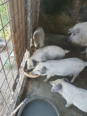  Purcei Mangalița încrucișați cu mistreț   rezistenți și sănătoși