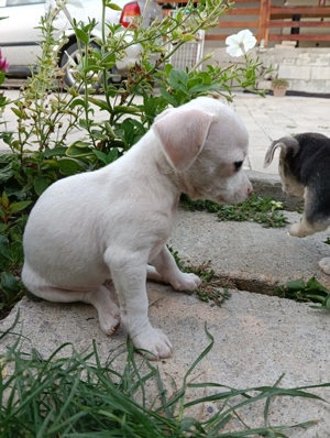 Chihuahua pui de vanzare