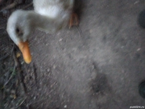 rățoi albi  de carne de vinzare