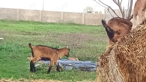 Vand capre alpine gestante - imagine 2