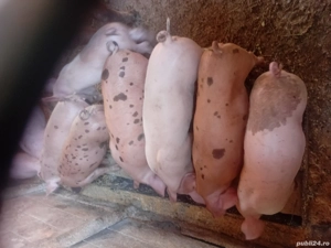 pureci duroc cu landras