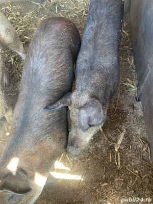 vand trei vieri - imagine 2