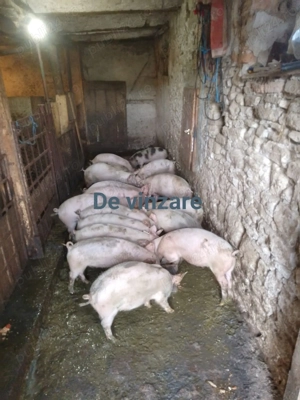 De vanzare purcei mai multe la nr 