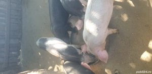 purceluși la 9 saptamîni - imagine 3