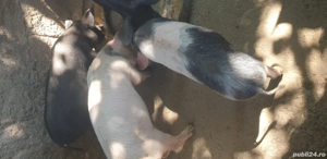 purceluși la 9 saptamîni - imagine 2