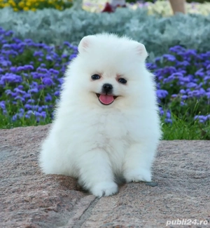 pomeranian mini toy