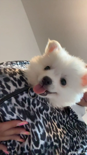 pomeranian mini toy  - imagine 2 pomeranian mini toy  - imagine 2