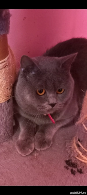 motan british shorthair  - imagine 3