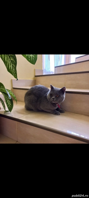 motan british shorthair  - imagine 2