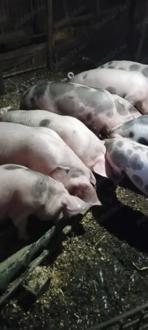Porci de vânzare 