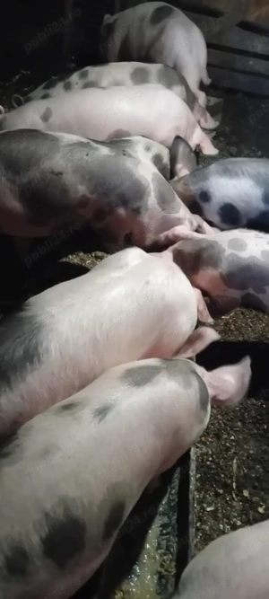 Porci de vânzare  - imagine 2 Porci de vânzare  - imagine 2