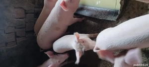 șoldani de vânzare 