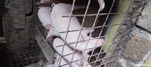 șoldani de vânzare  - imagine 3