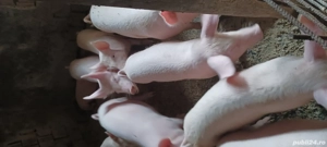 șoldani de vânzare  - imagine 2