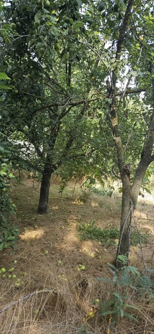 Casă batraneasca 3 cam + teren 1.056 mp cu iesire la lac, Petrachioaia - imagine 7