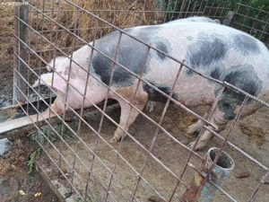 vand porc castrat de o săptămână  de 10-11luni  - imagine 3