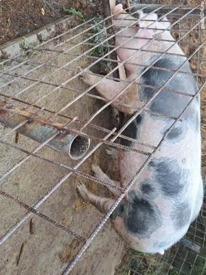 vand porc castrat de o săptămână  de 10-11luni  - imagine 2