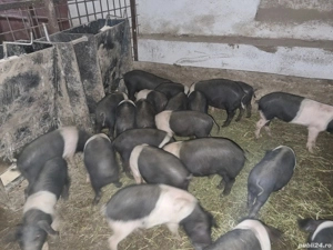 Purcei bazna - imagine 4