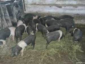 Purcei bazna - imagine 3