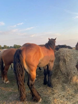 Vând caii  - imagine 2