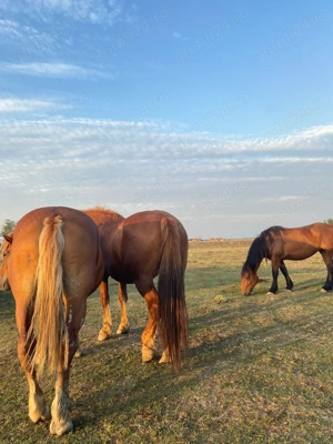 Vând caii  - imagine 3